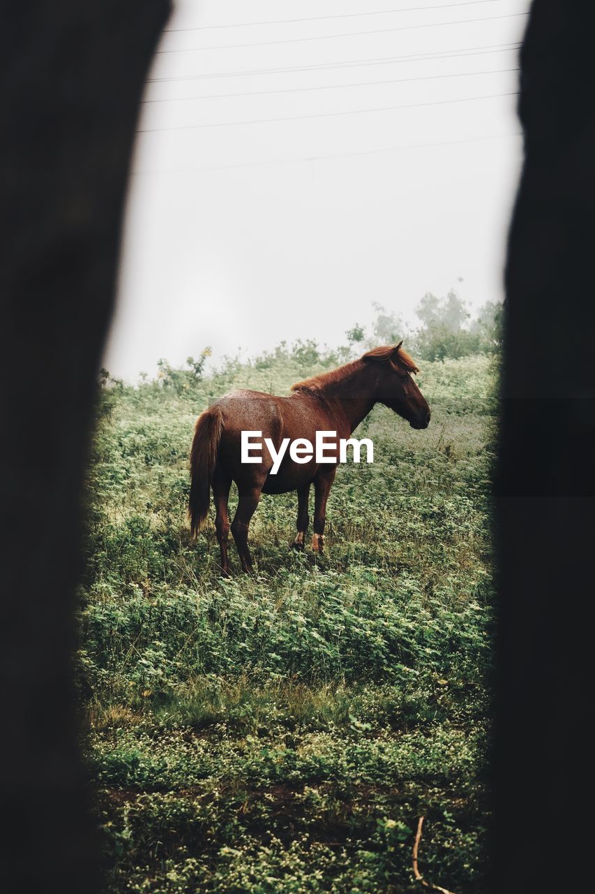 Horse standing in a field