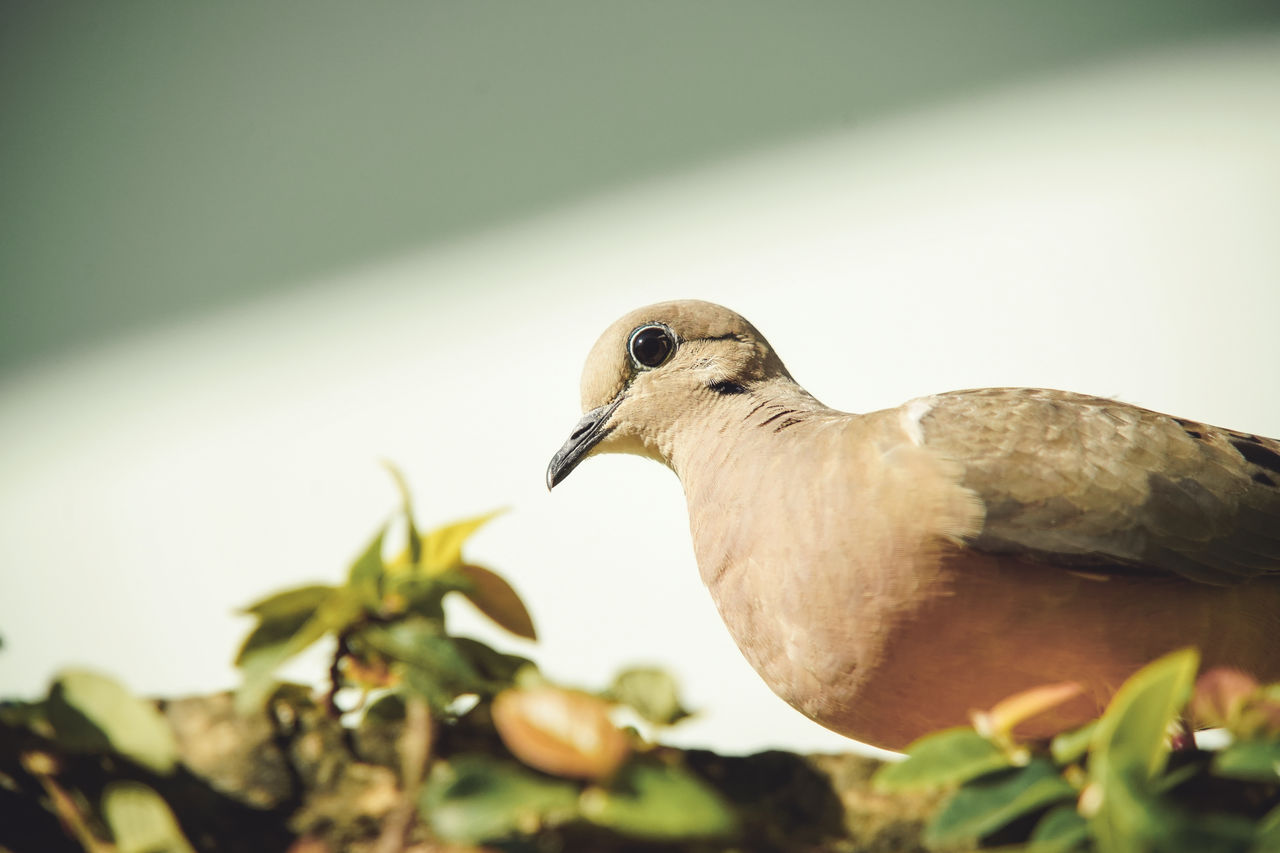 CLOSE-UP OF BIRD PERCHING