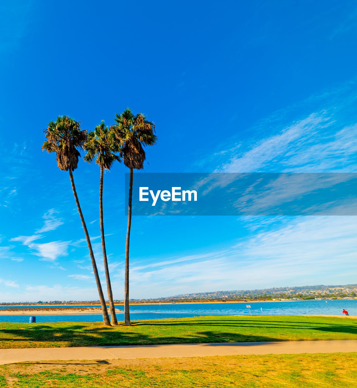 SCENIC VIEW OF PALM TREES ON FIELD AGAINST SKY