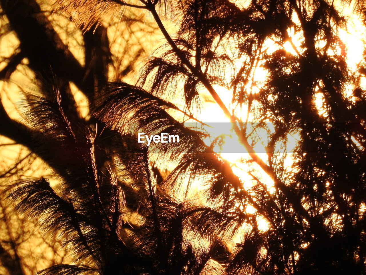 CLOSE-UP OF PALM TREE DURING SUNSET