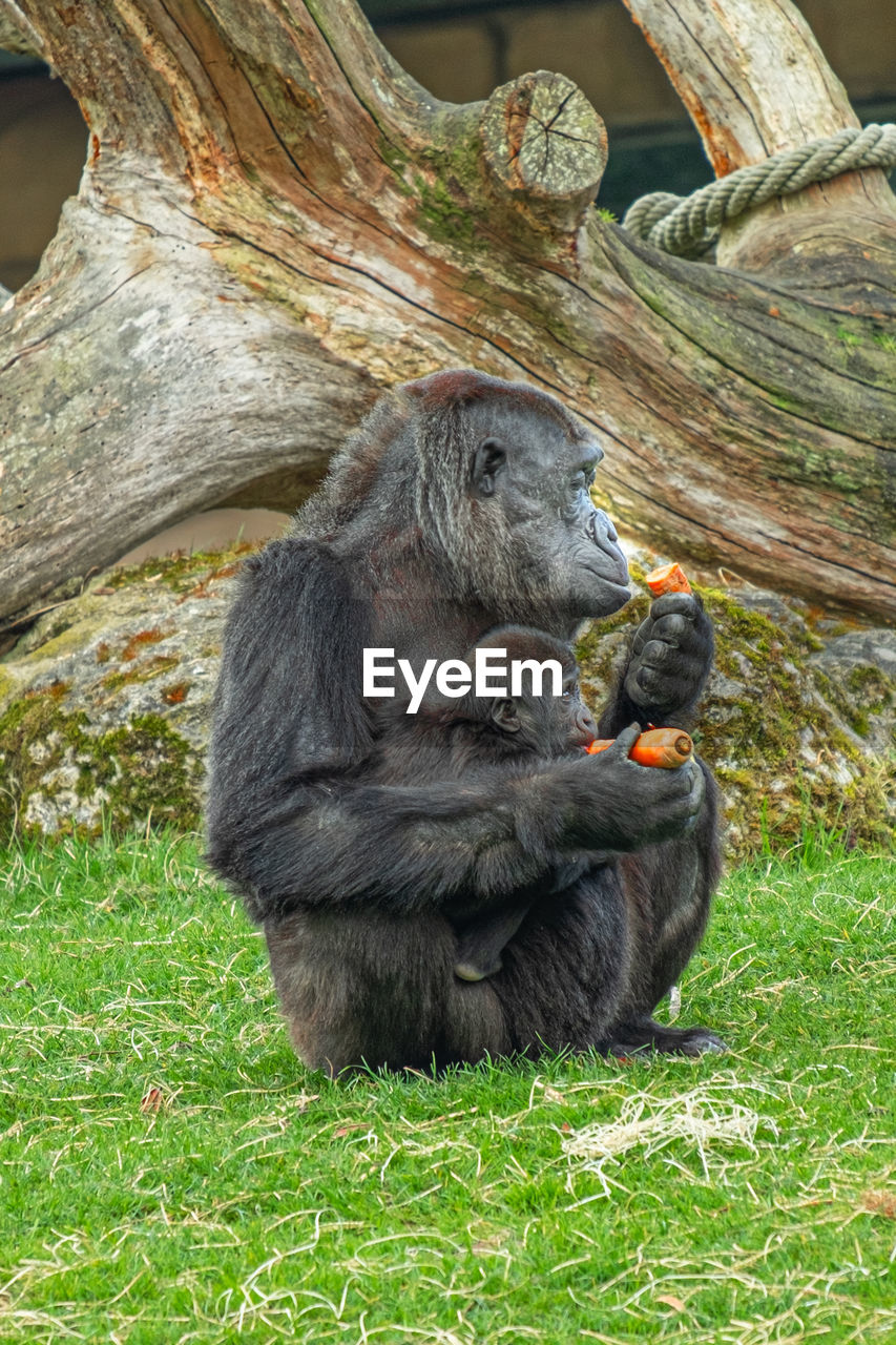 MONKEY SITTING ON A ROCK