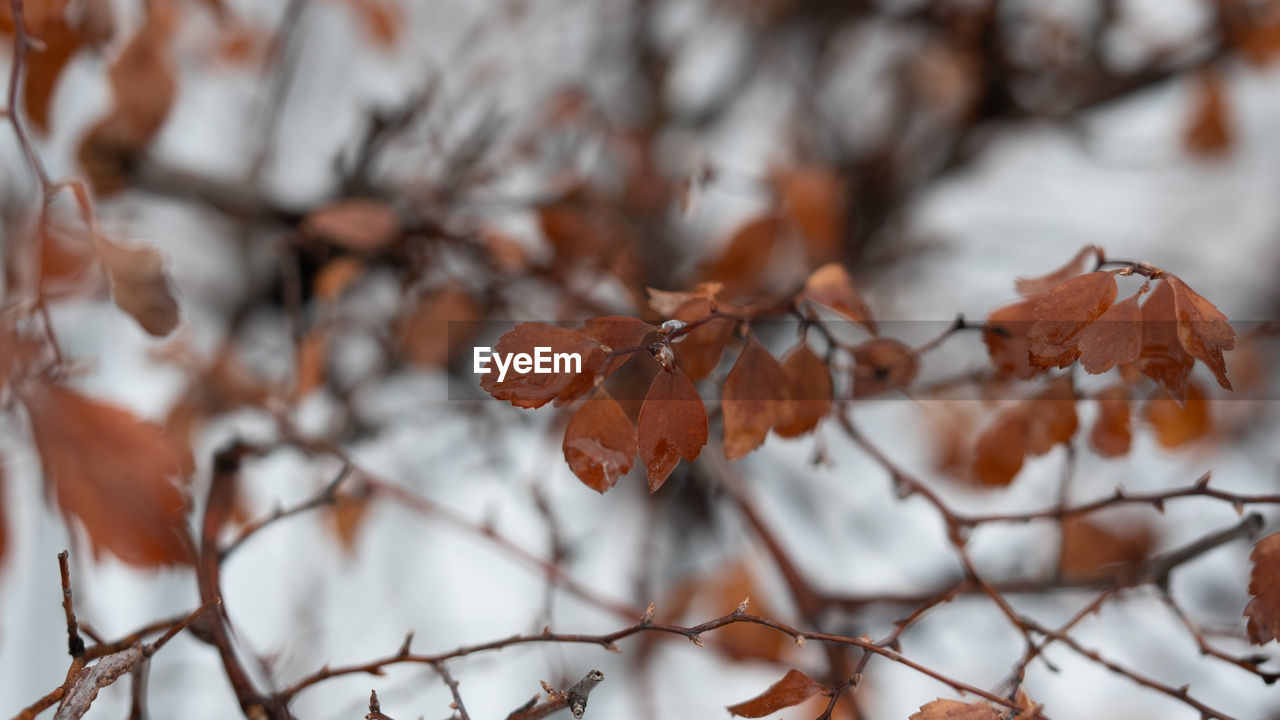 CLOSE-UP OF DRY LEAVES ON SNOW COVERED TREE