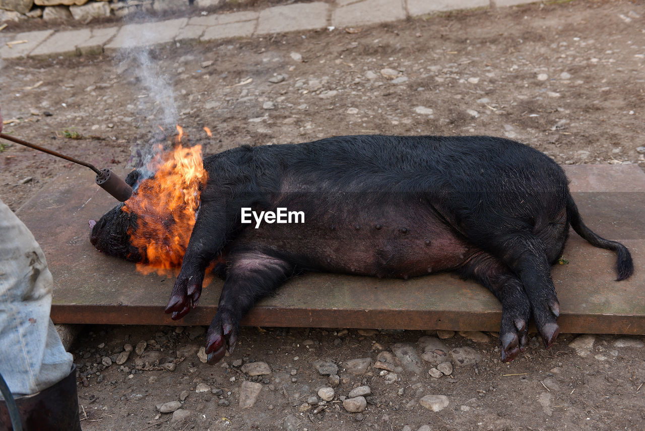 Cropped image of butcher burning pig on metal