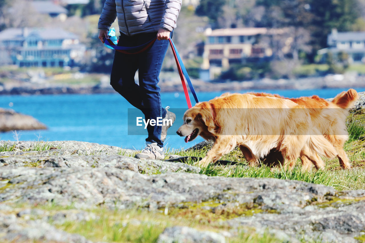 Woman and her two dogs enjoying sun and fresh air by the ocean in a time of social distancing 