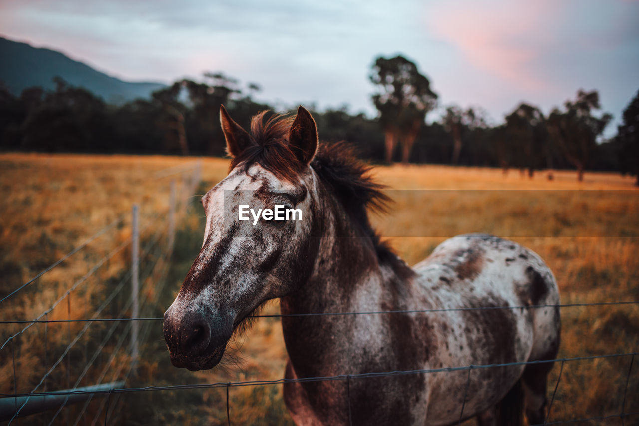 Close-up of a horse on field