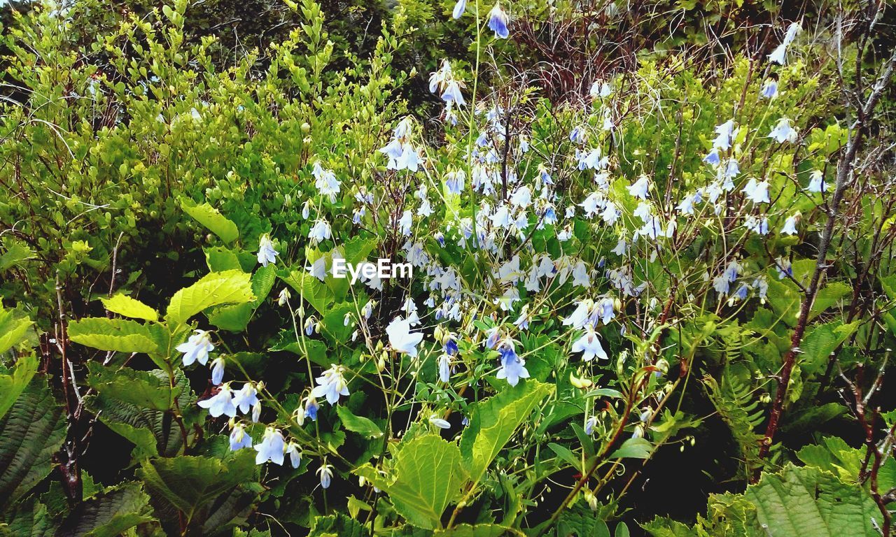 PURPLE FLOWERING PLANTS ON FIELD