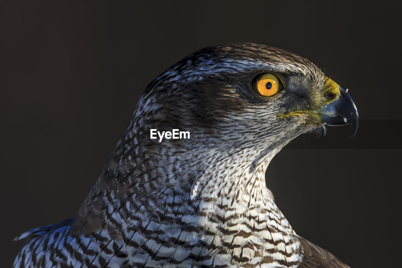 Close-up of eagle looking away