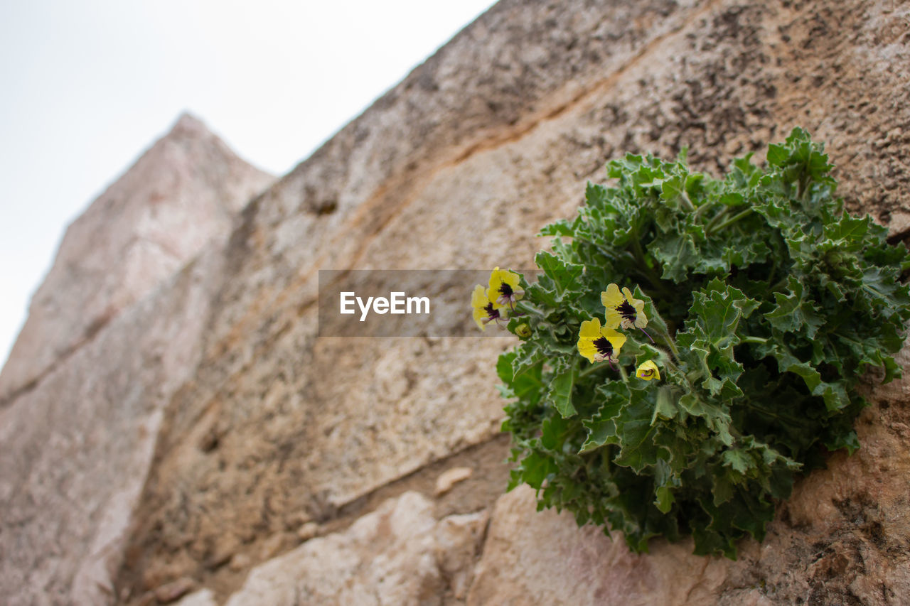 CLOSE-UP OF PLANT AGAINST WALL