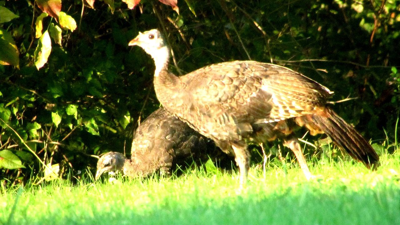 DUCK ON FIELD