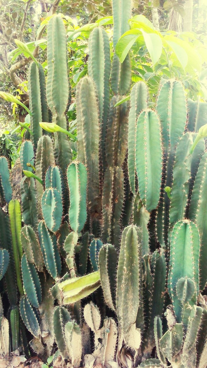 High angle view of cactus growing on field