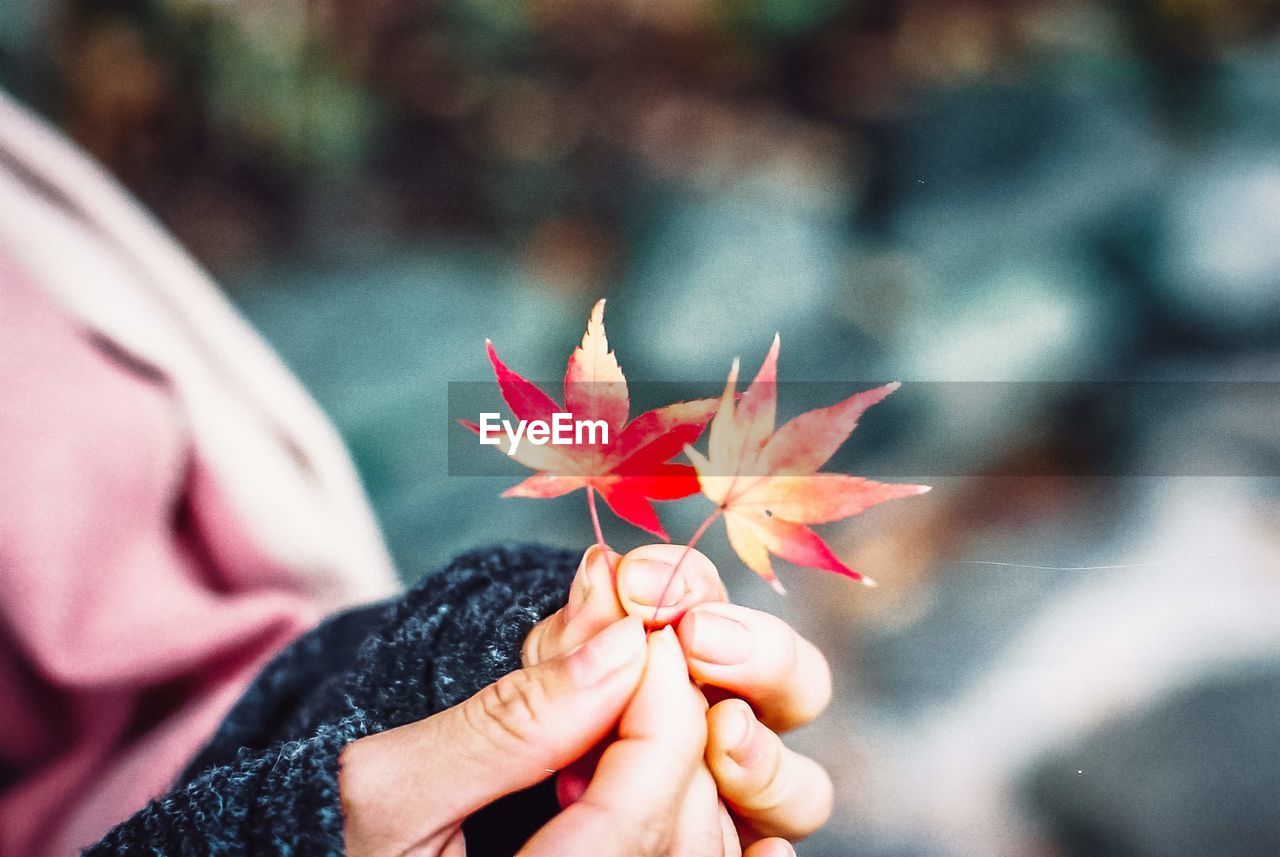 Close-up of hand holding maple leaf during autumn