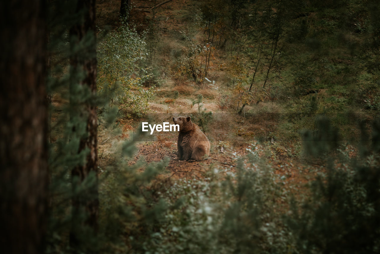 High angle view of bear seen through trees in forest