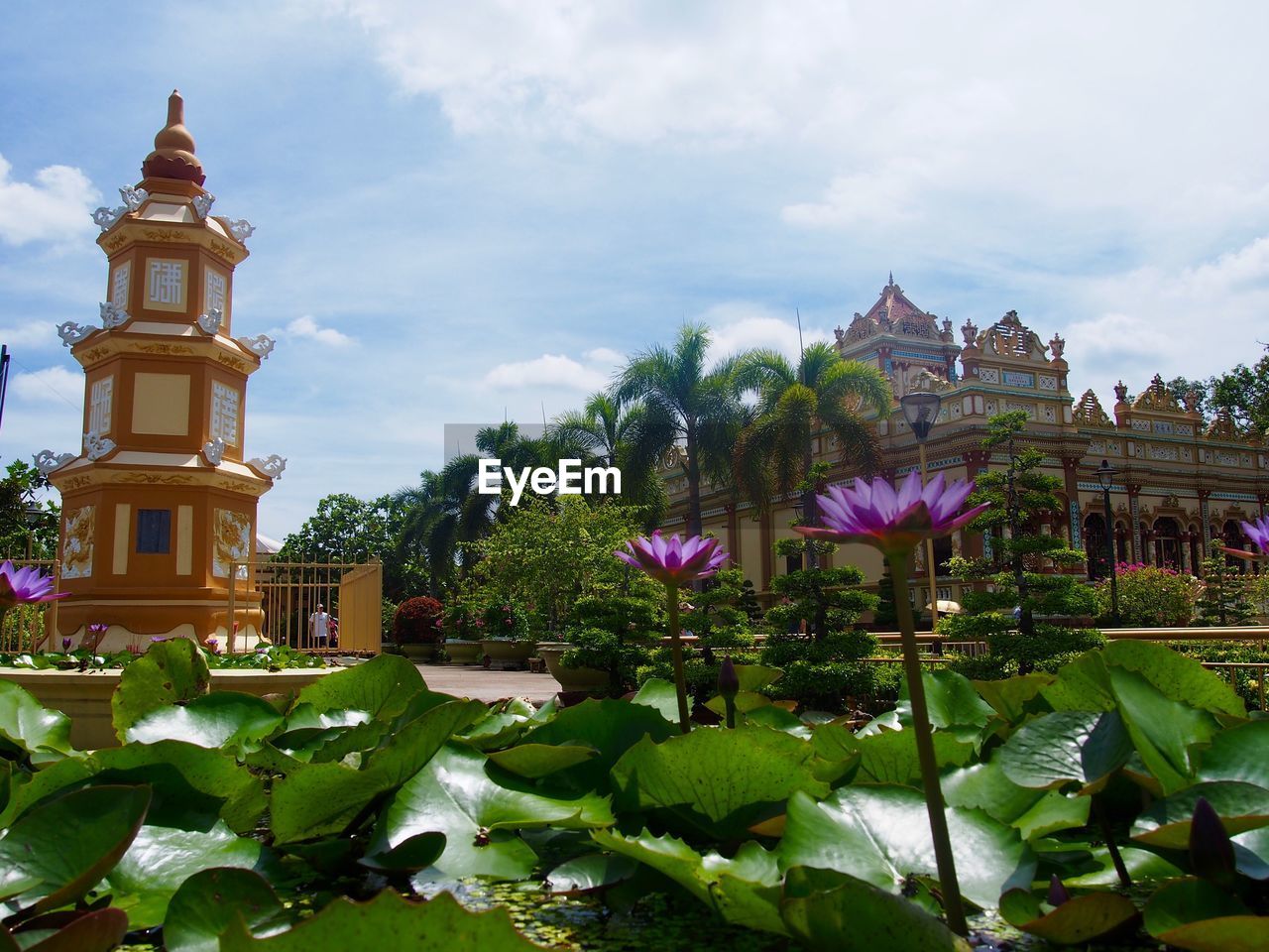 VIEW OF FLOWERING PLANTS AGAINST BUILDING