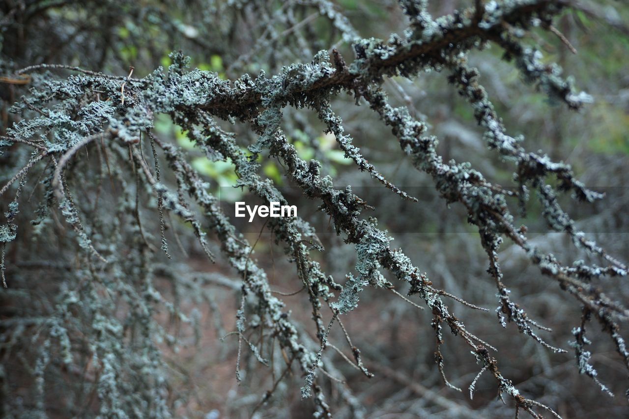 CLOSE-UP OF FROZEN PLANTS