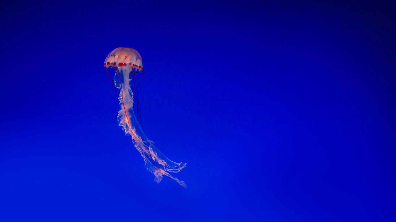 Jellyfish in the sea