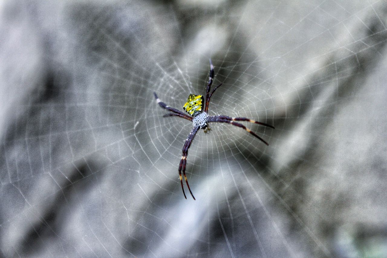 Close-up of spider on web