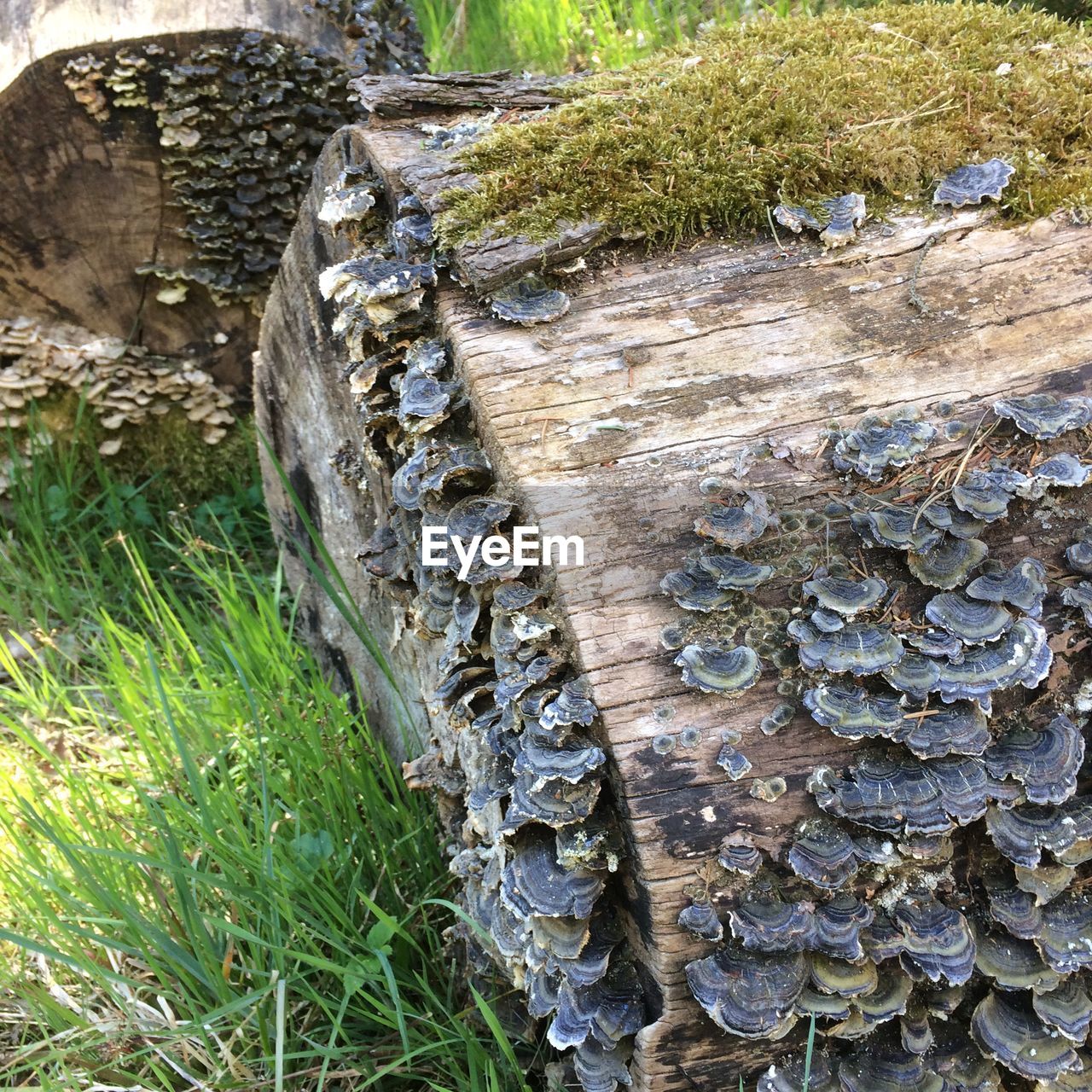 CLOSE-UP OF TREE TRUNK