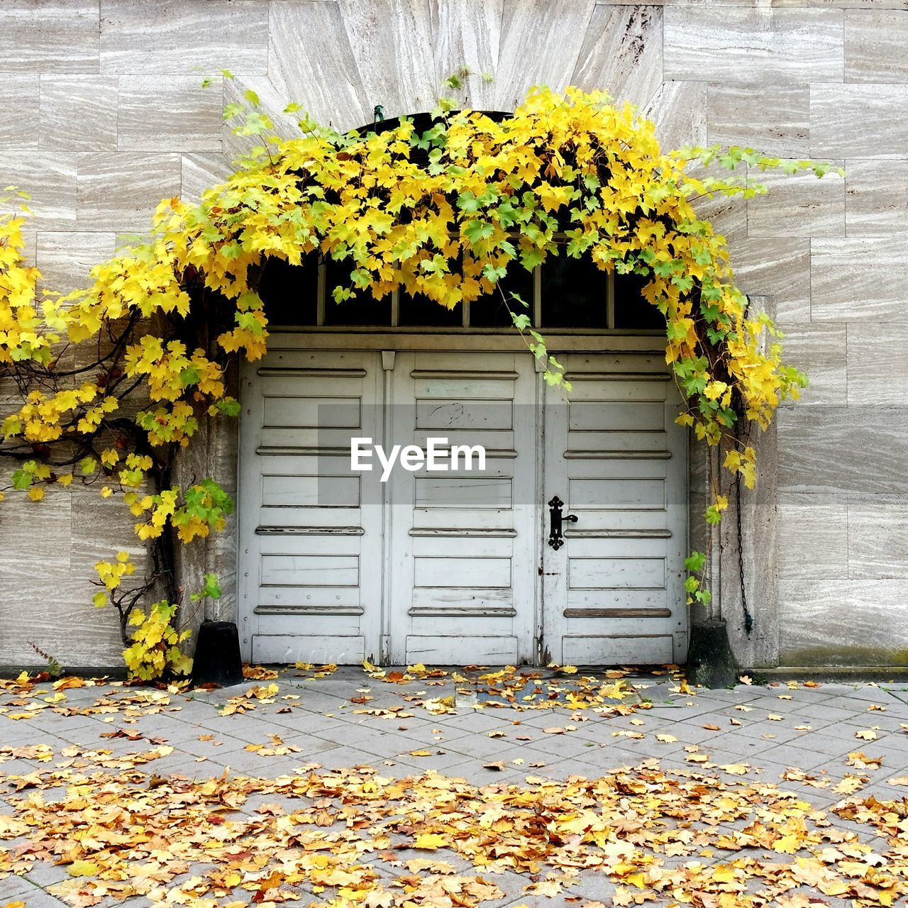 Autumn leaves over closed doors of building