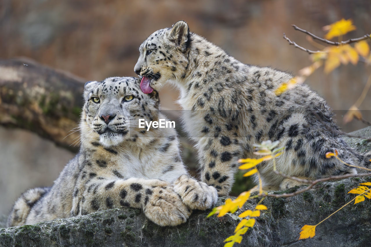 A snow leopard cub liking her mother