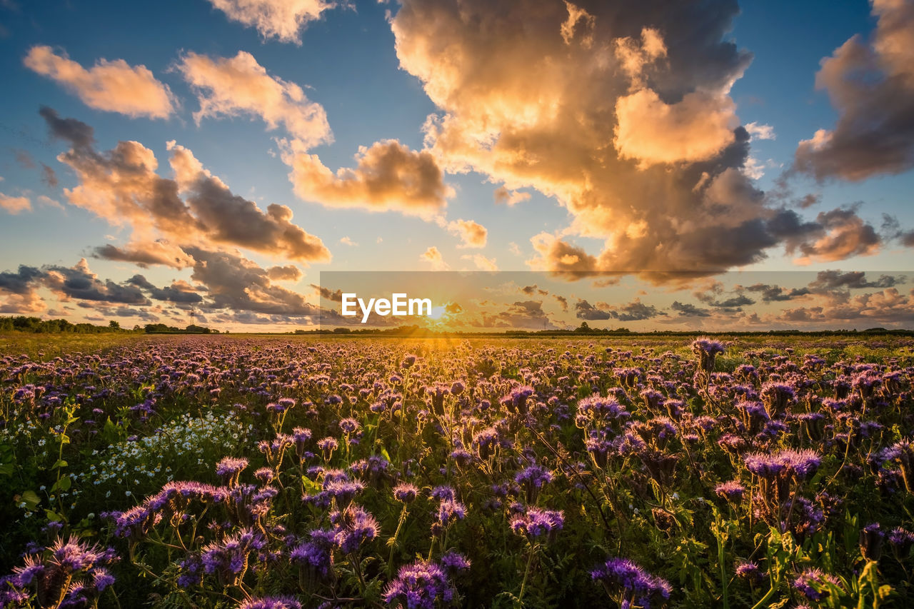 SCENIC VIEW OF FLOWERING PLANTS ON FIELD AGAINST SKY