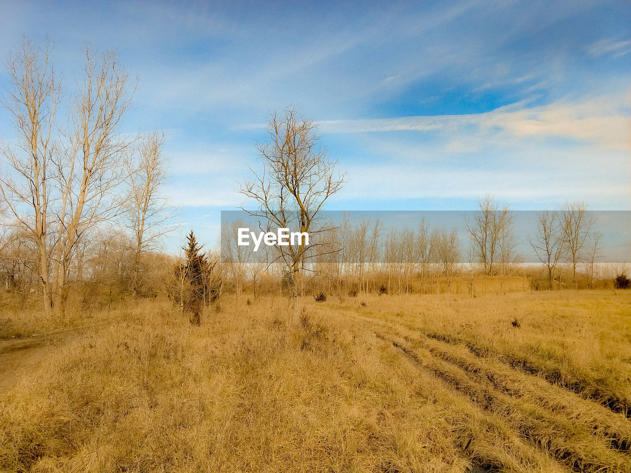 Bare trees on field against a beautiful blue sky