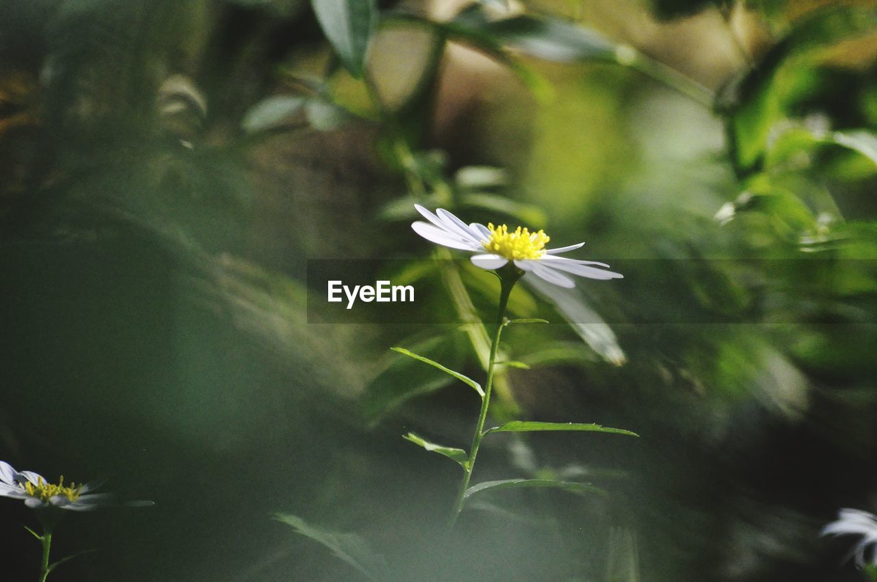 Close-up of white flowering plant