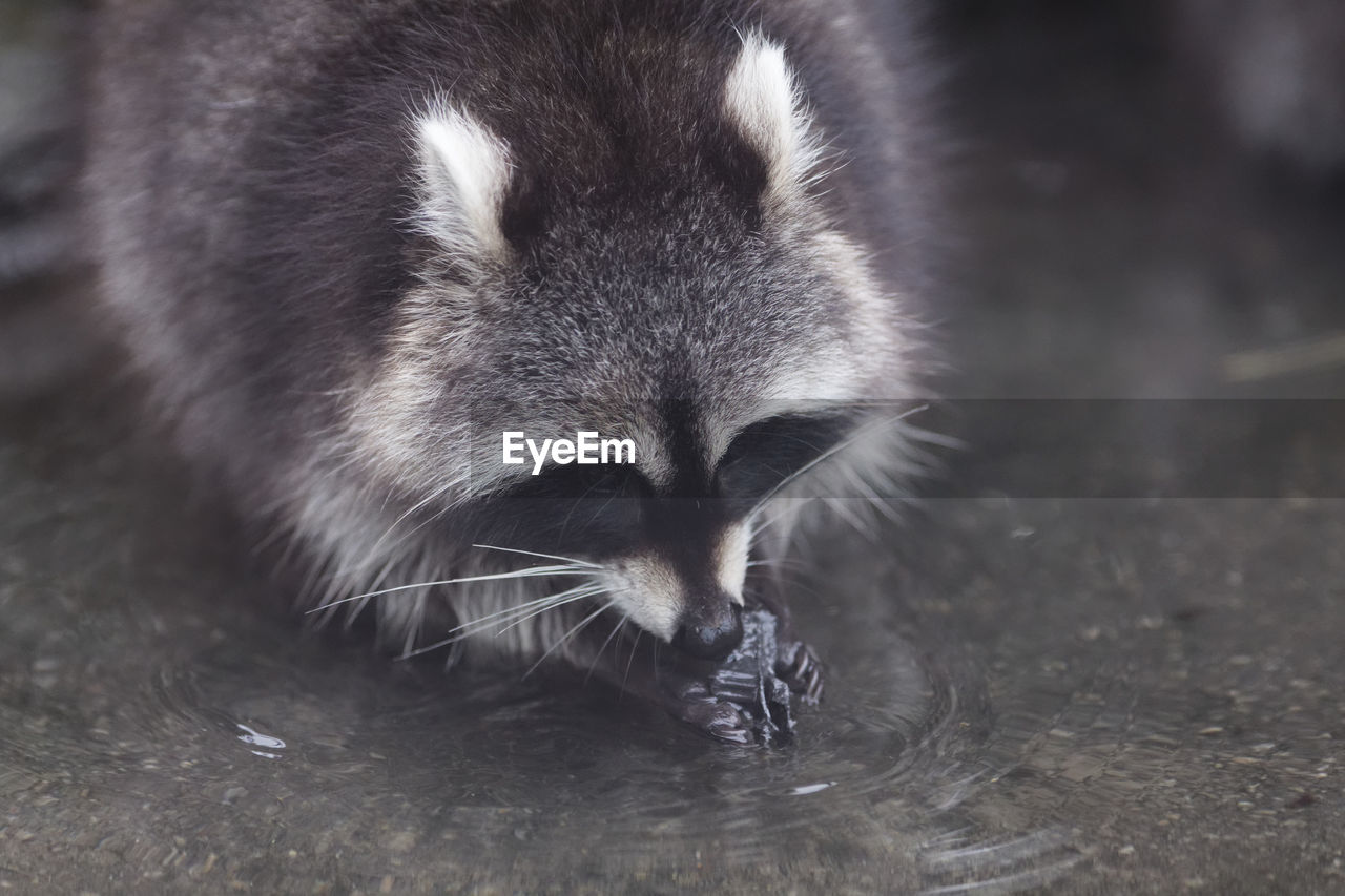 Close-up of racoon 