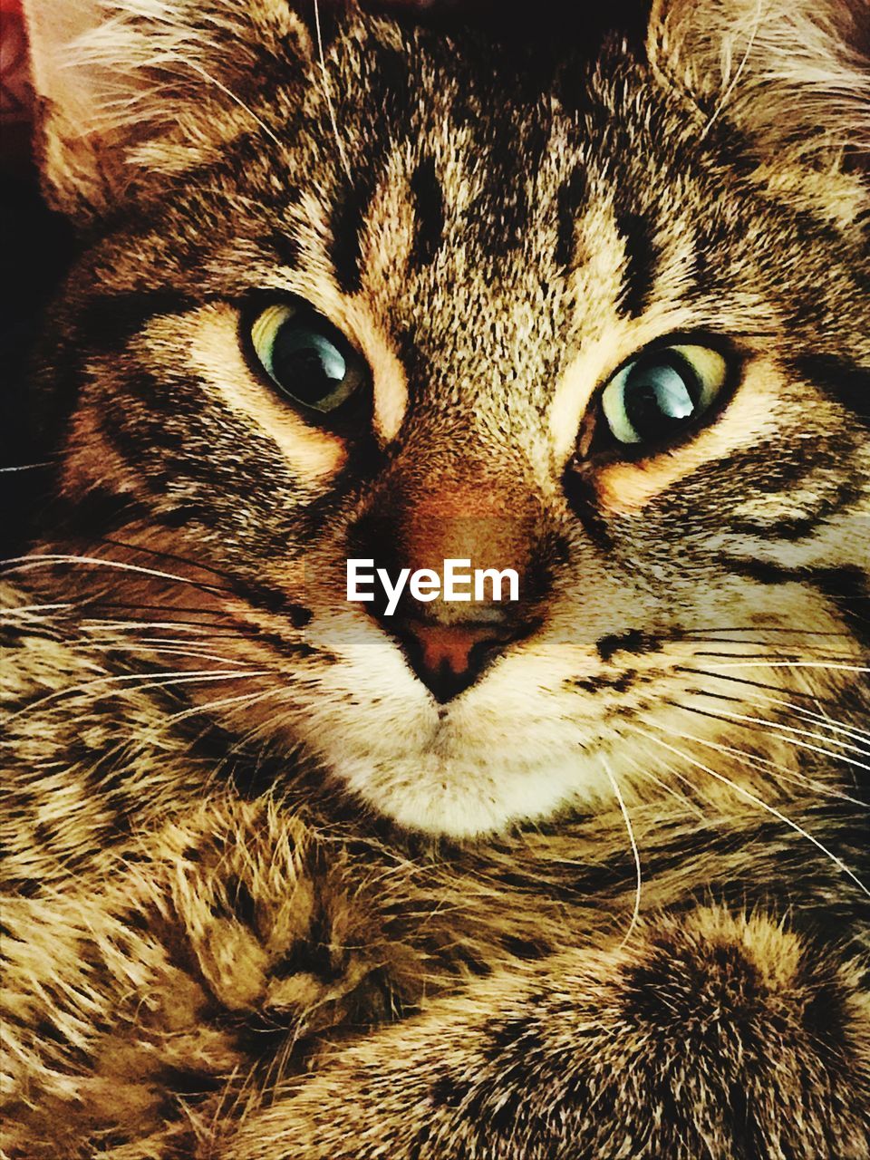 CLOSE-UP PORTRAIT OF CAT WITH EYES