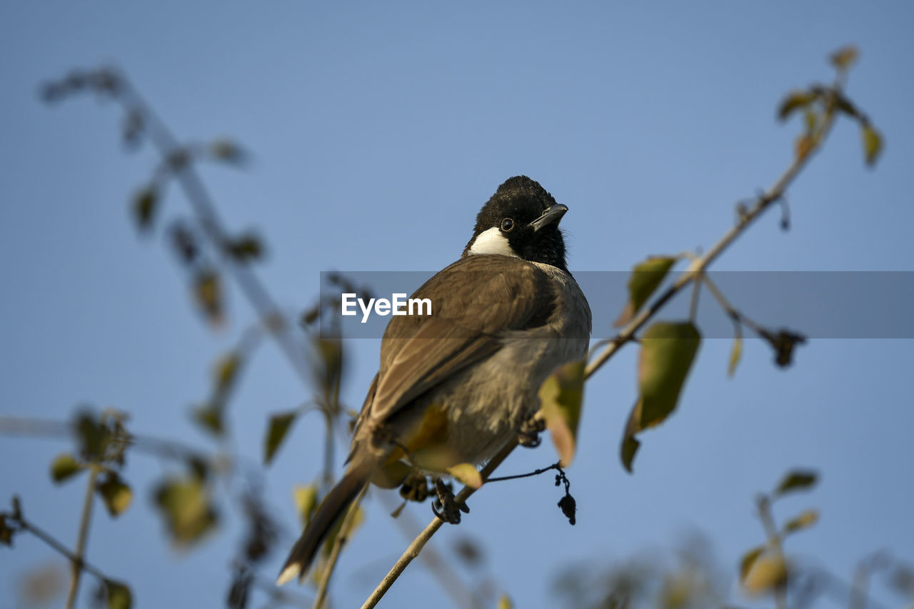 LOW ANGLE VIEW OF A BIRD PERCHING ON BRANCH AGAINST SKY