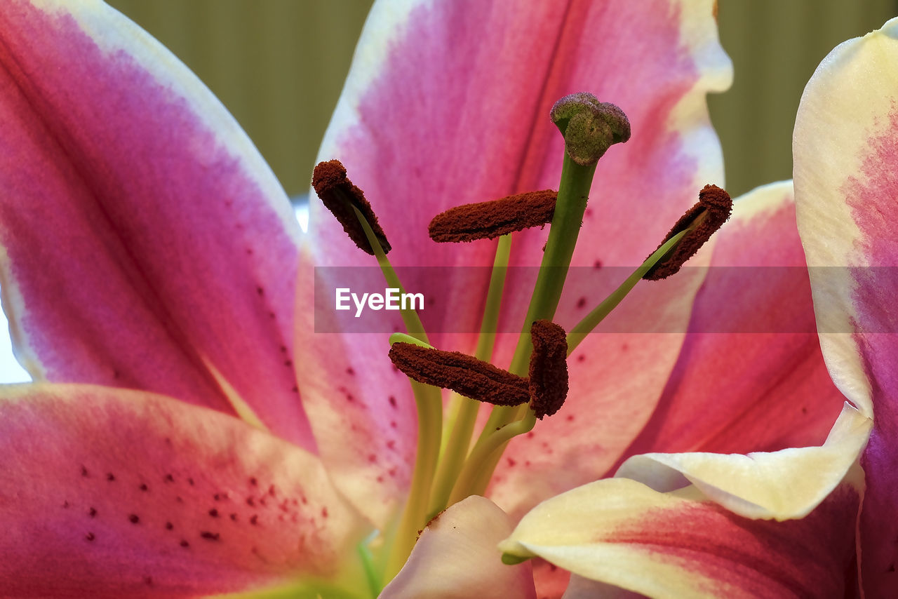 Close-up of pink flowers blooming outdoors