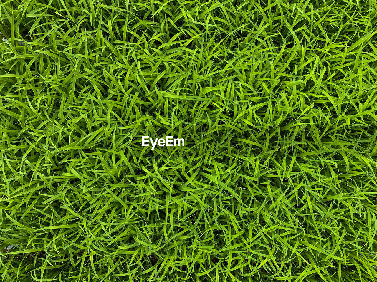 FULL FRAME SHOT OF GREEN GRASS ON FIELD