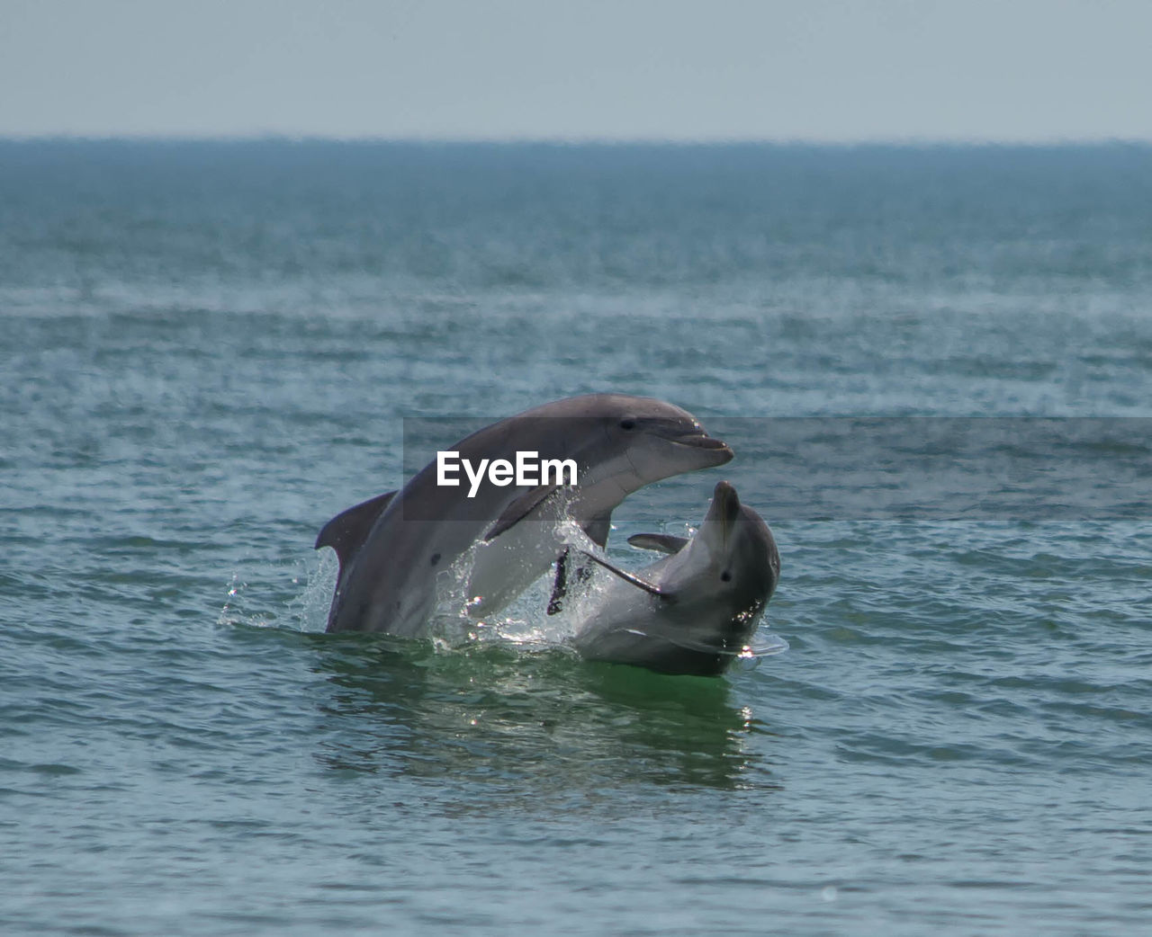 VIEW OF FISH ON SEA