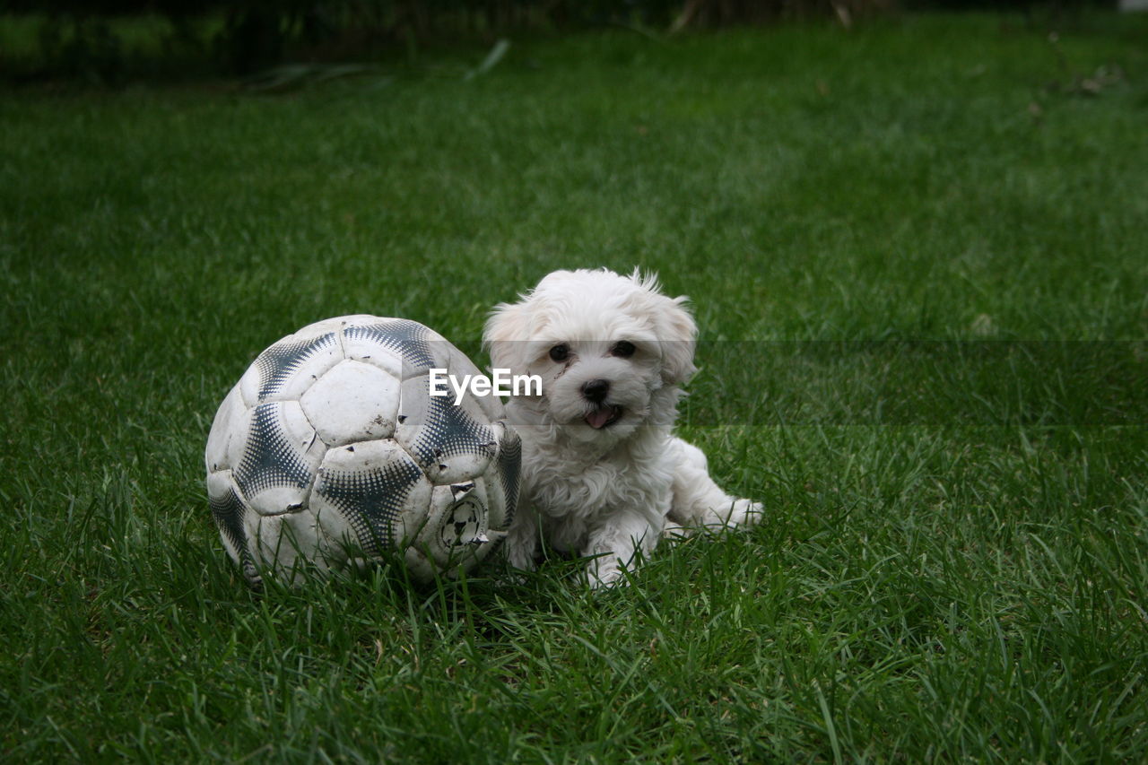 Dog running on grass