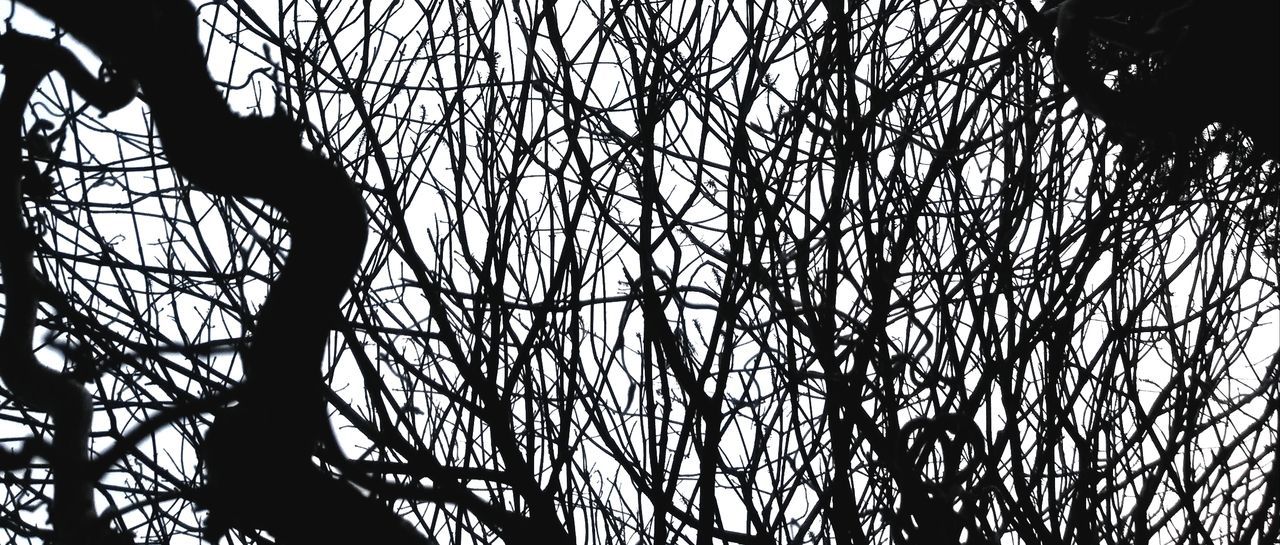 Close-up of silhouette branches against clear sky
