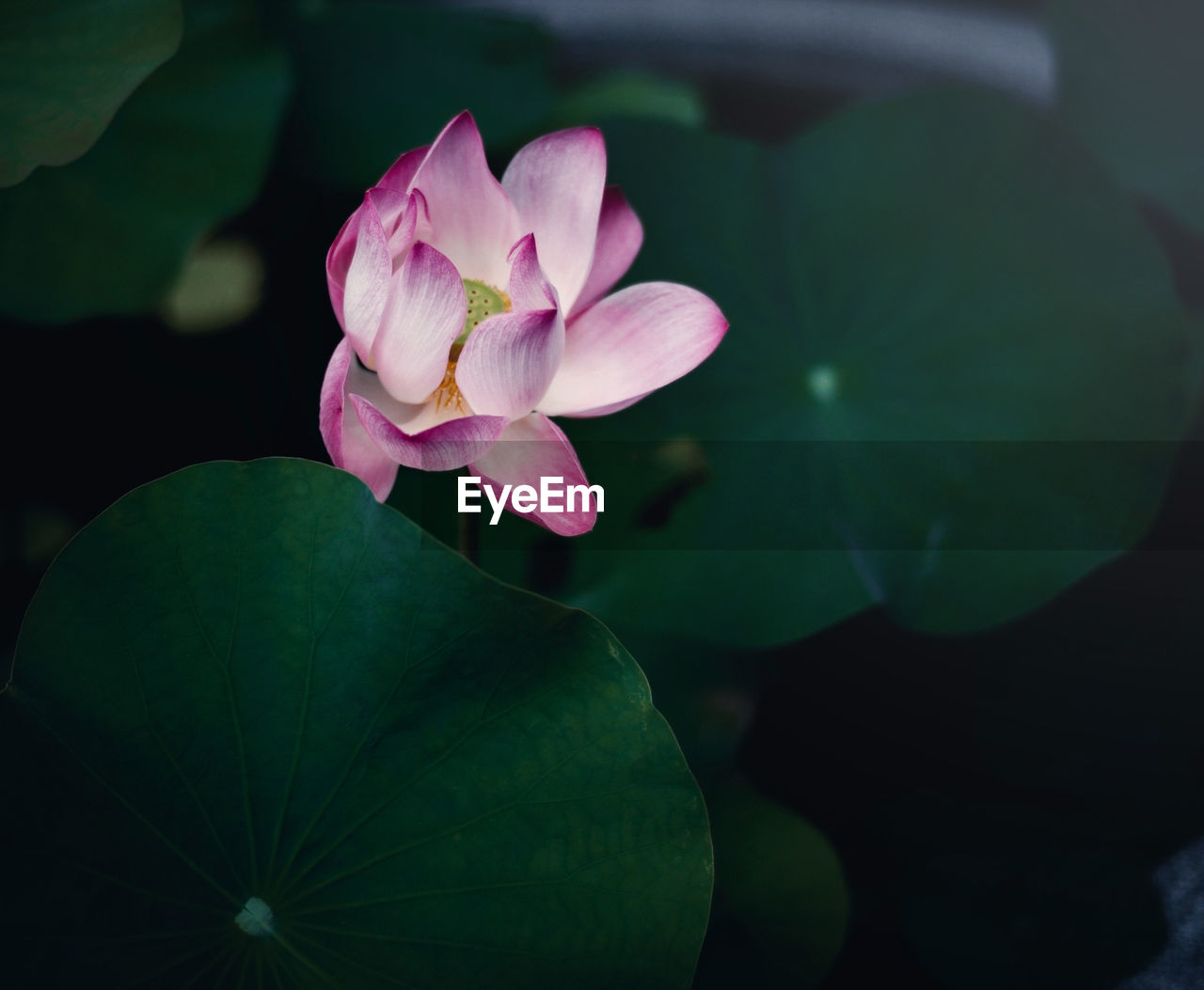 Close-up of pink water lily