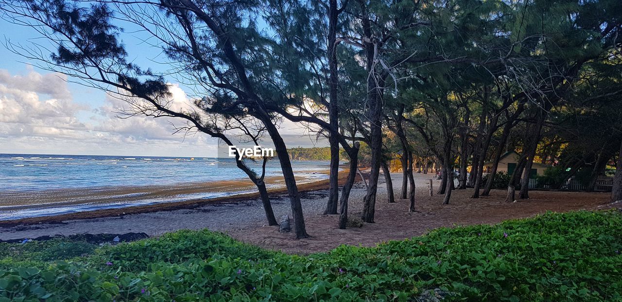 SCENIC VIEW OF TREES BY SEA AGAINST SKY