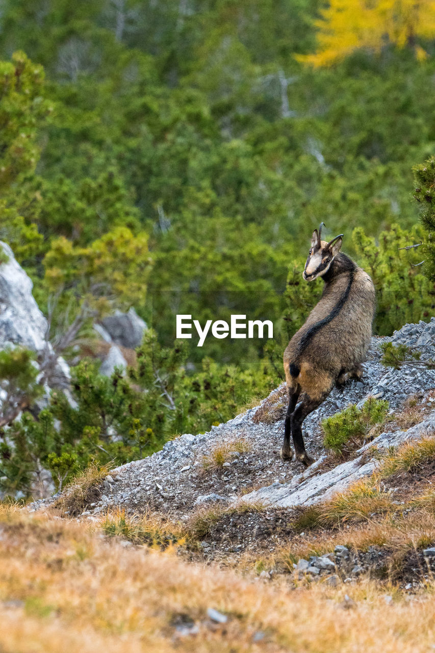 SIDE VIEW OF AN ANIMAL RUNNING ON LAND