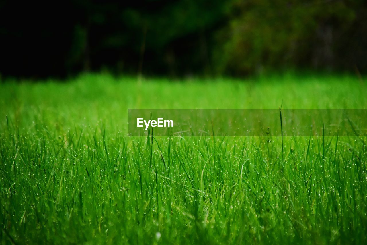green, plant, grass, lawn, grassland, nature, field, land, growth, no people, beauty in nature, leaf, meadow, environment, soil, landscape, sunlight, backgrounds, outdoors, selective focus, tranquility, day, sports, foliage, lush foliage, rural scene, wheatgrass, flooring, pasture, freshness, summer, agriculture