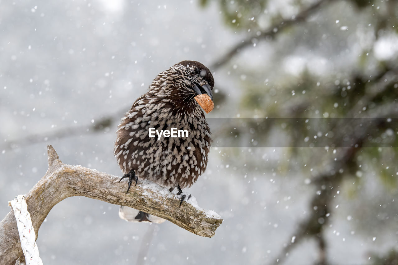 Close-up of bird perching on tree during winter