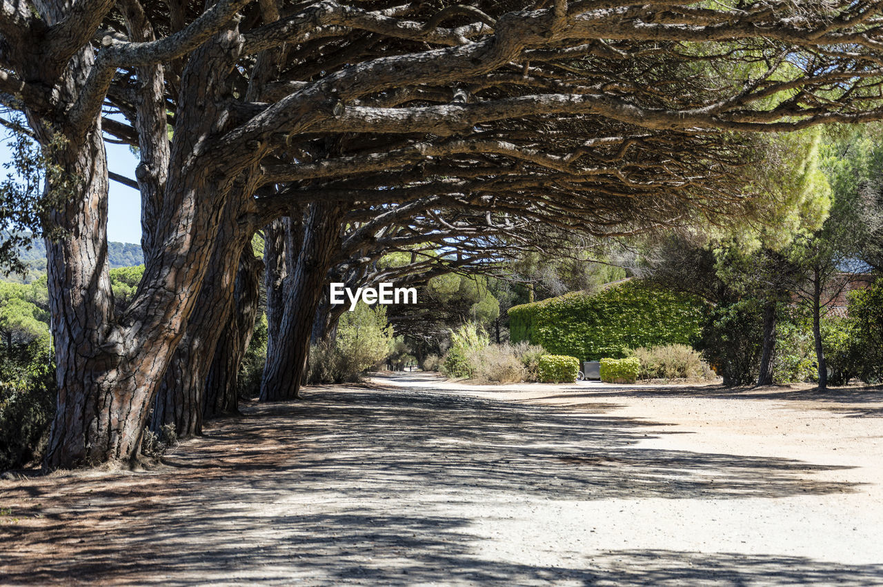 Bicycle pathway in a wood on the island of porquerolles