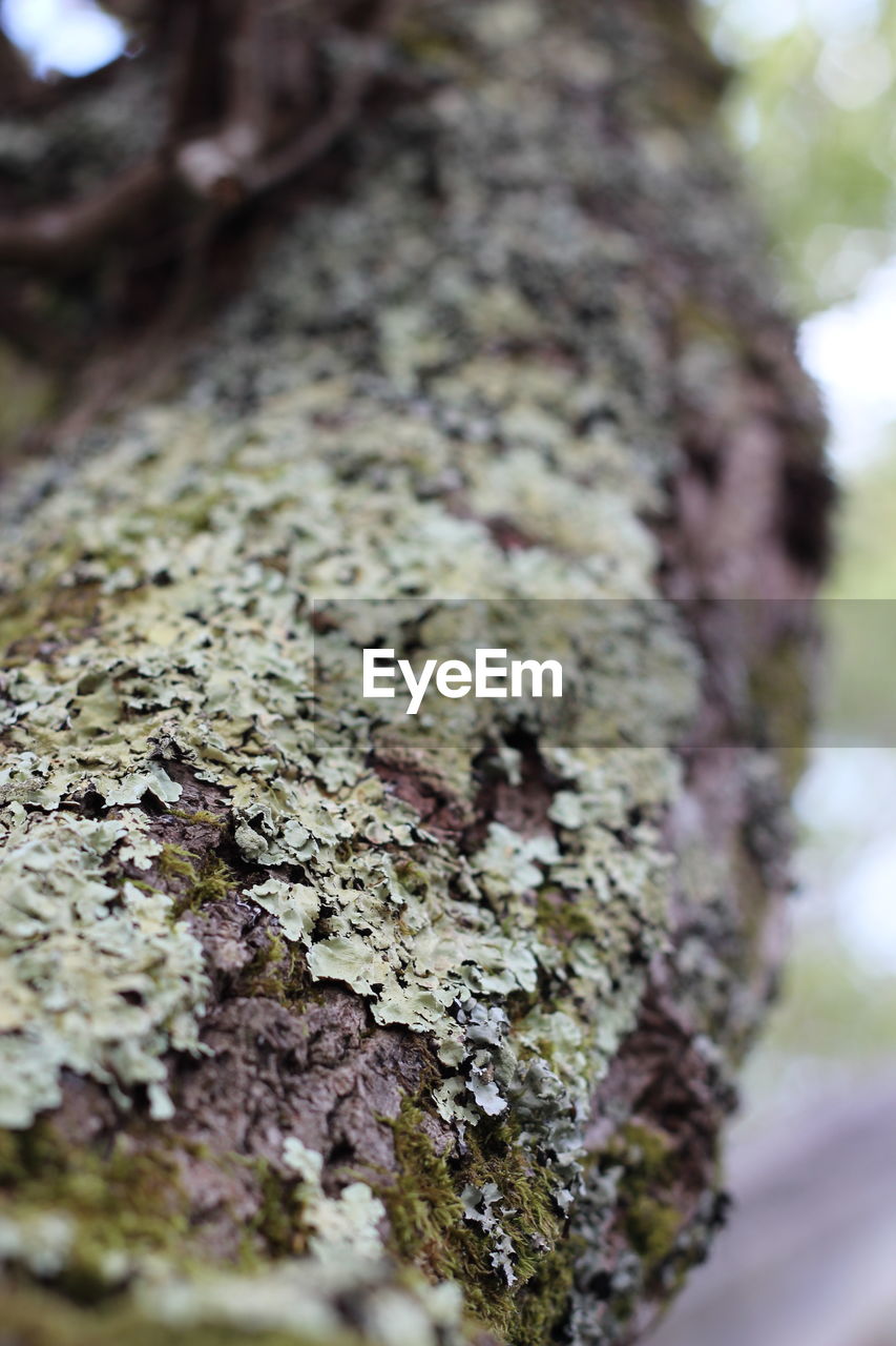 MOSS GROWING ON TREE TRUNK