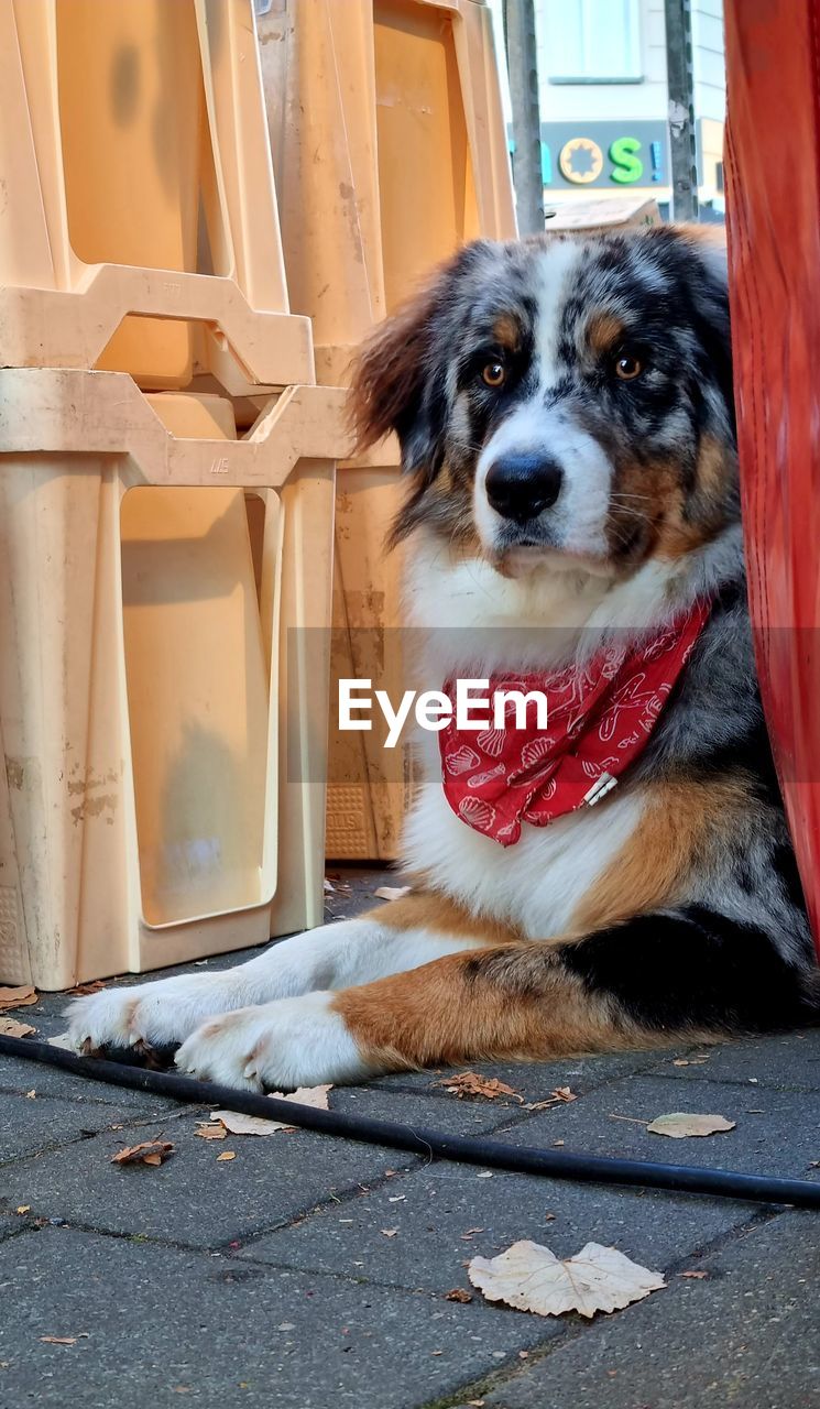 PORTRAIT OF DOG SITTING ON FLOOR