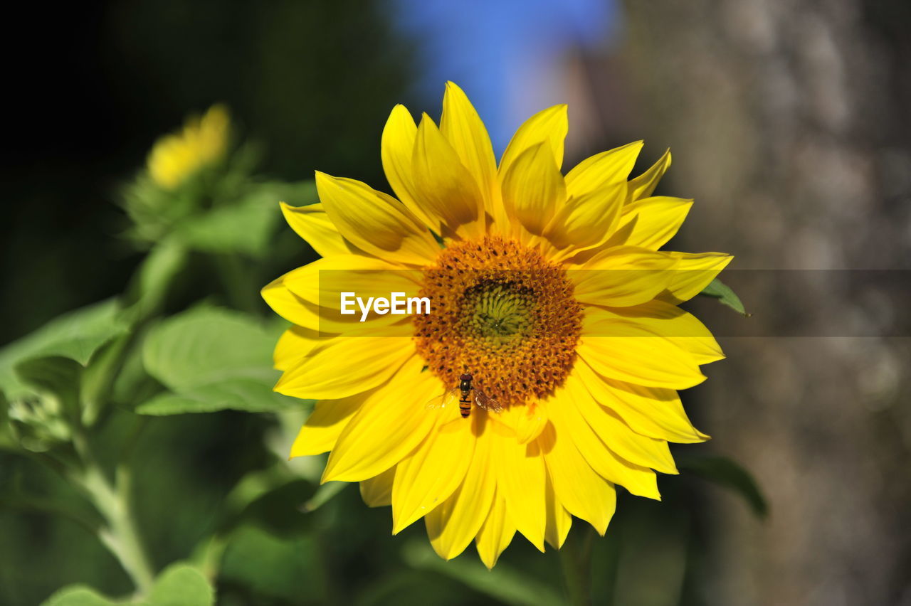 SUNFLOWER BLOOMING OUTDOORS