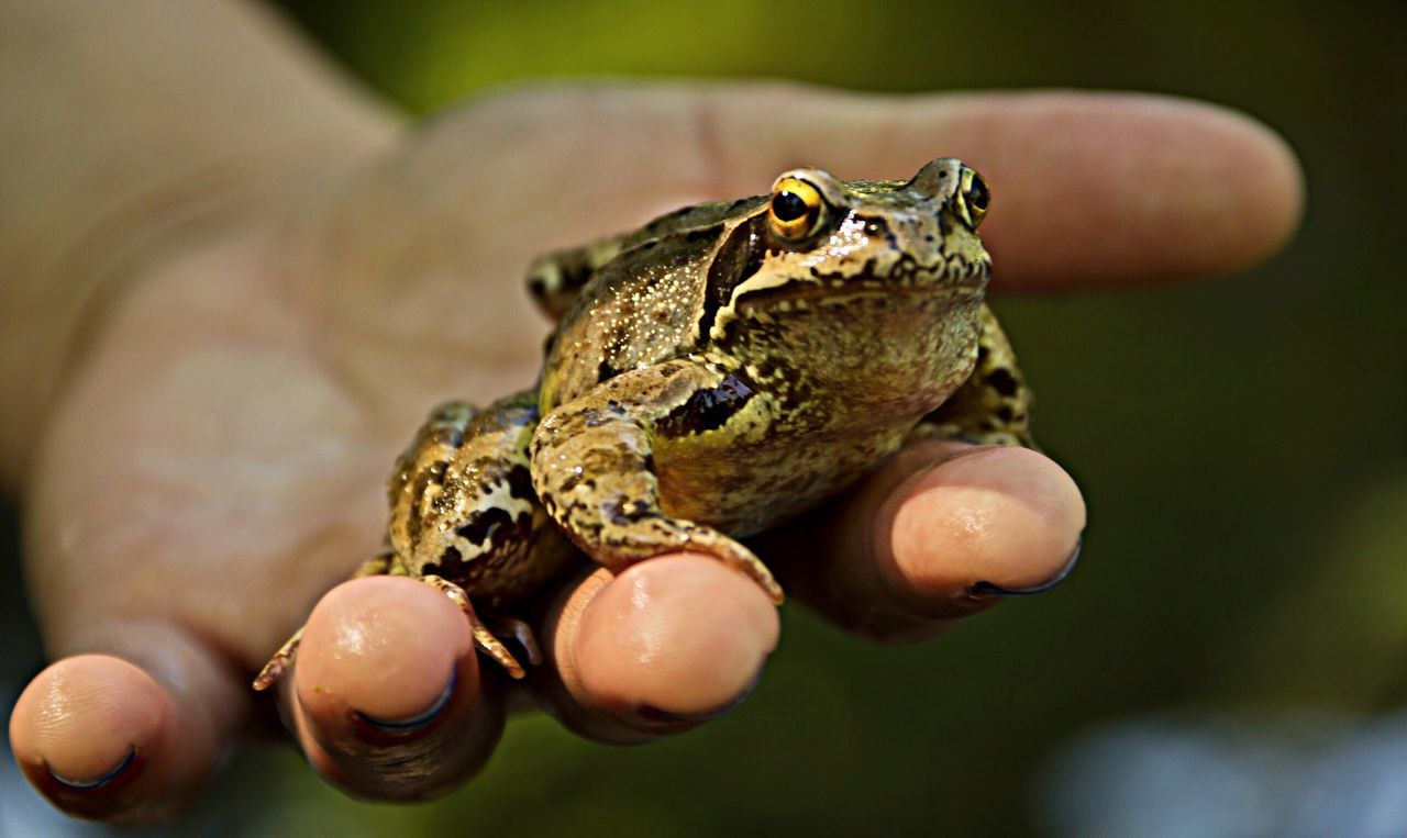 Close-up of a hand holding frog over blurred background
