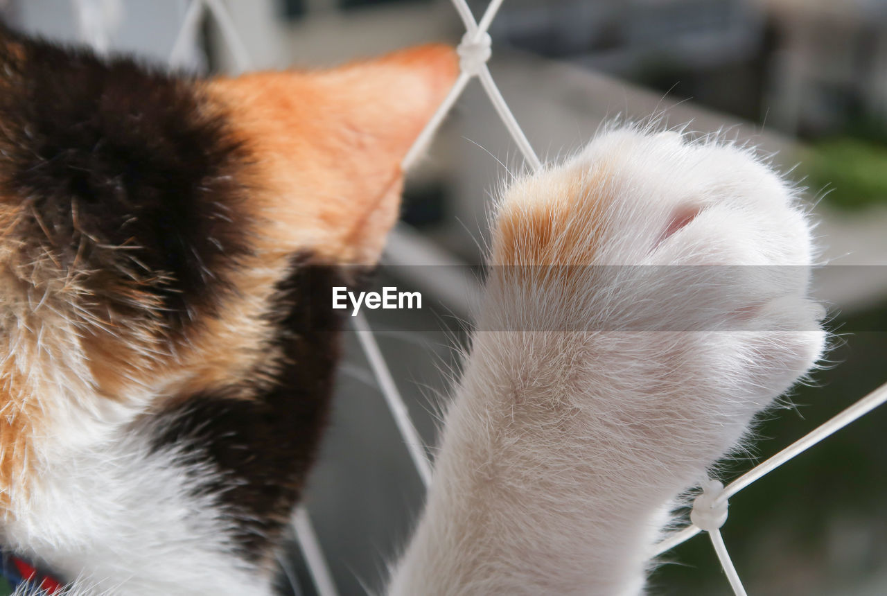 CLOSE-UP OF A CAT LOOKING AWAY OUTDOORS