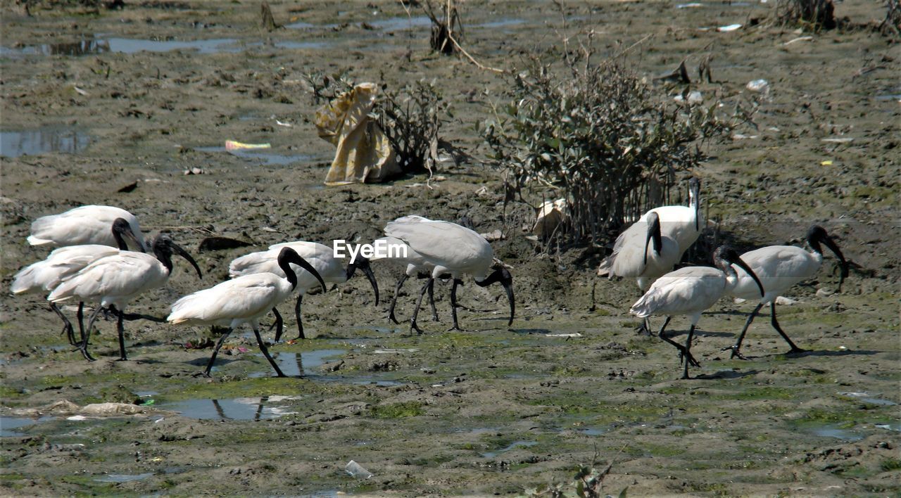 FLOCK OF BIRDS IN THE LAKE