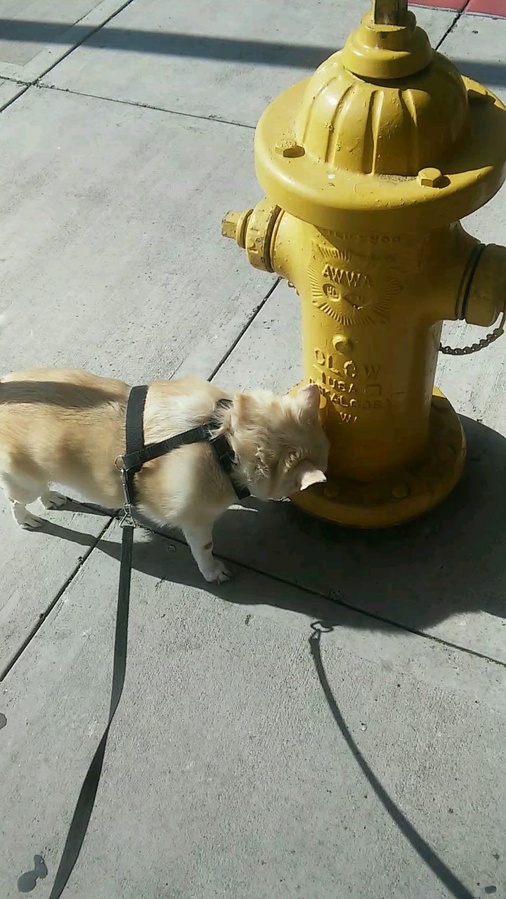 Cat besides fire hydrant