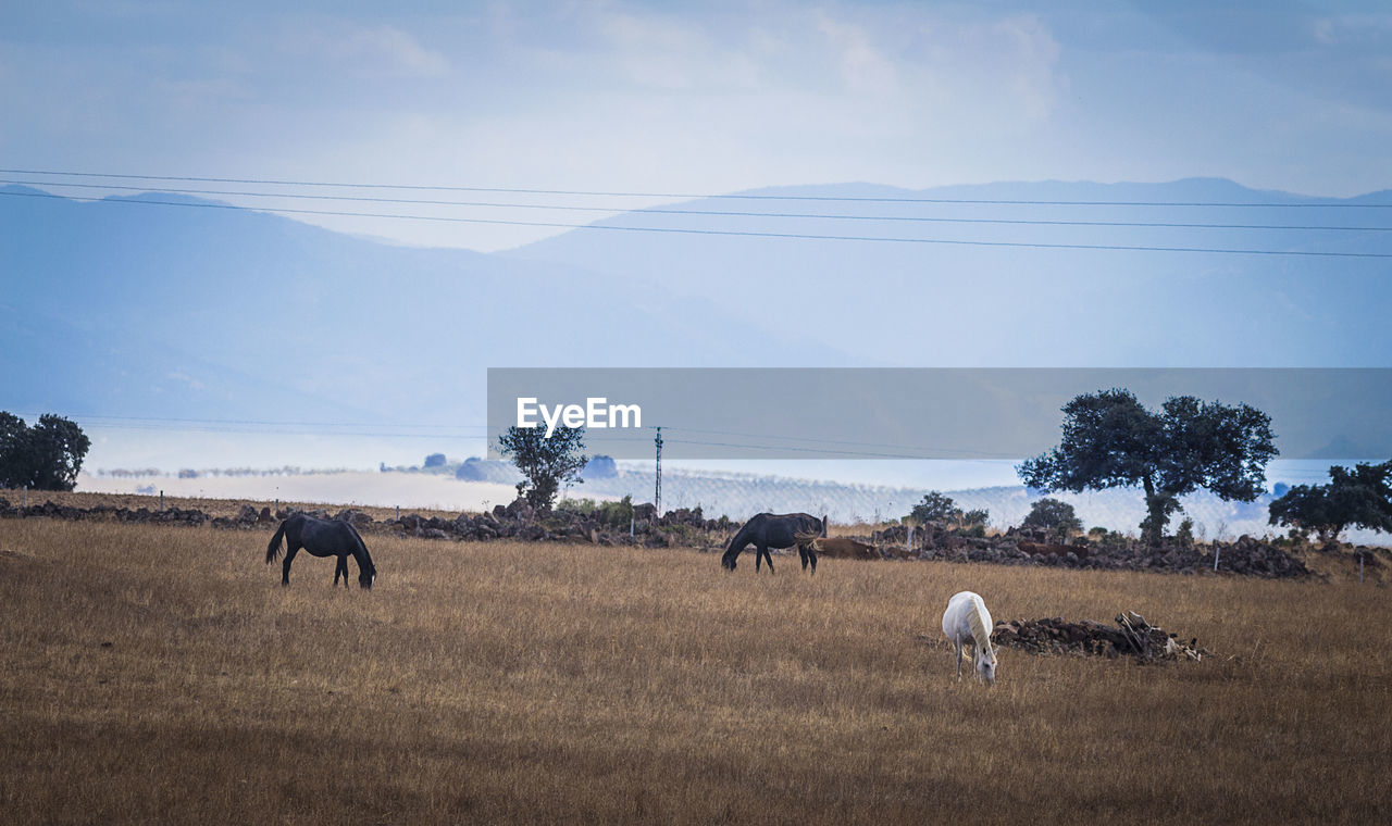 HORSES GRAZING IN A FIELD