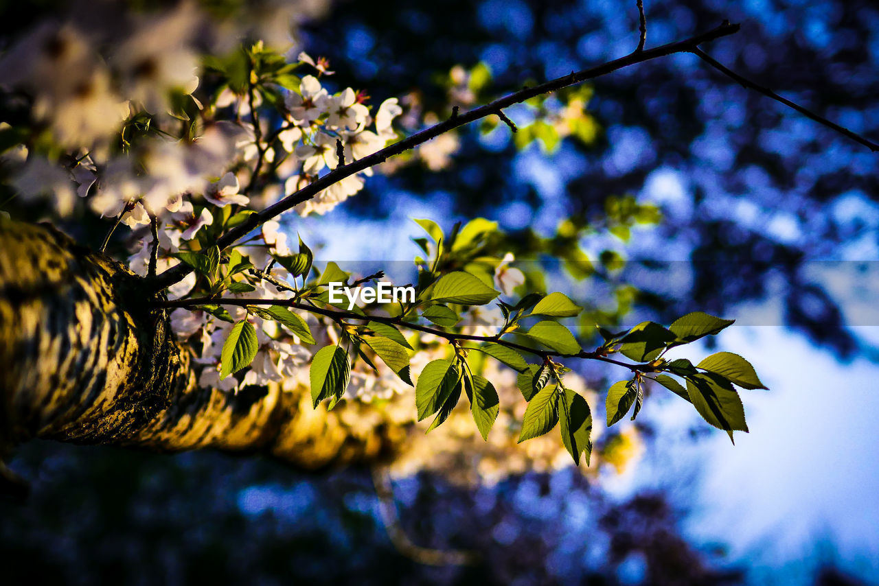 LOW ANGLE VIEW OF LEAVES ON BRANCH