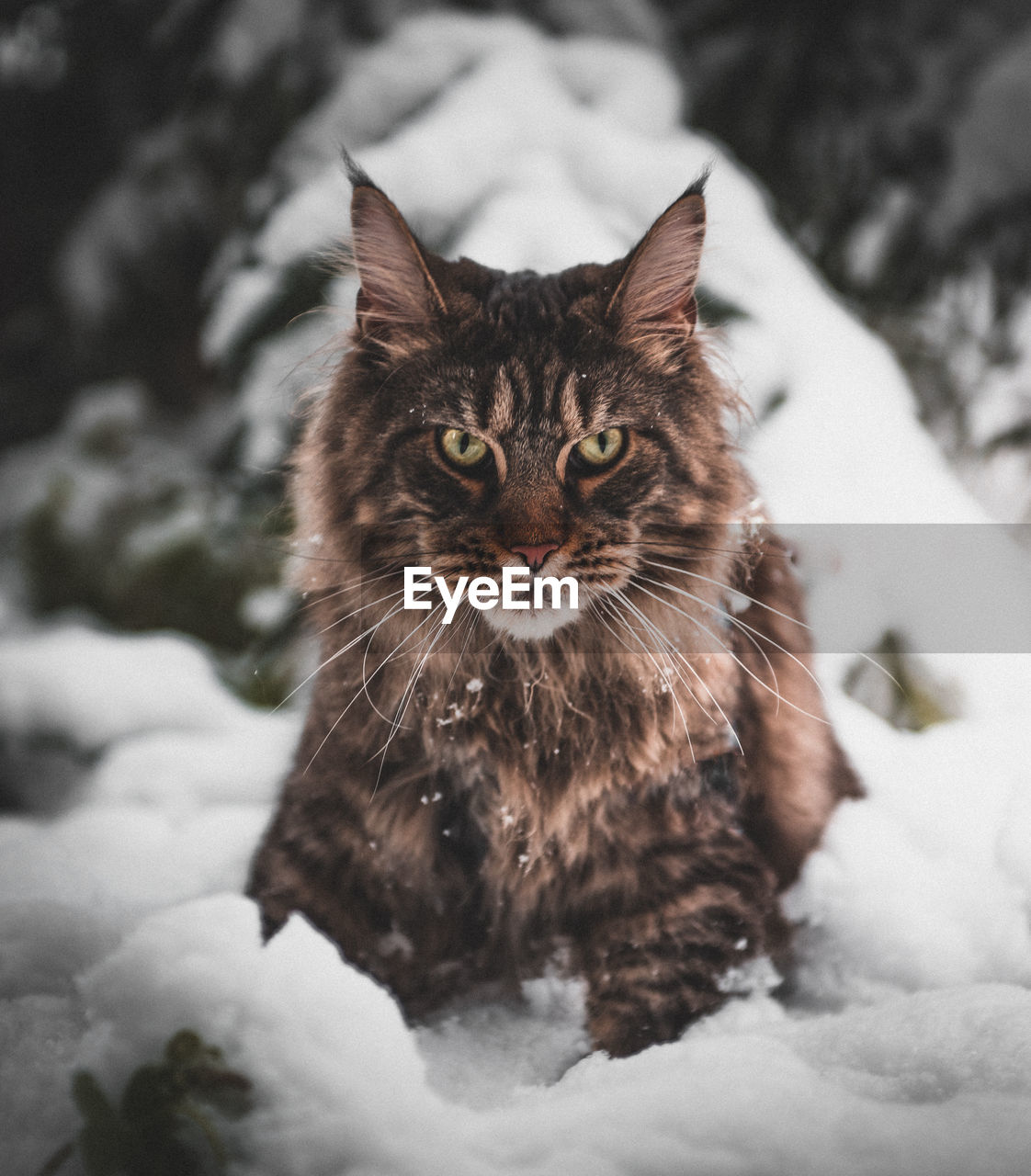 CLOSE-UP OF CAT SITTING ON SNOW DURING WINTER